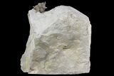 Rare, Enrolled Encrinurus Deomenos Trilobite - Quebec #164443-6